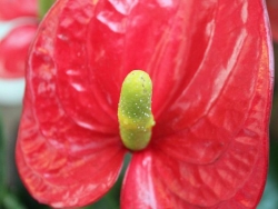Pflanzen_5